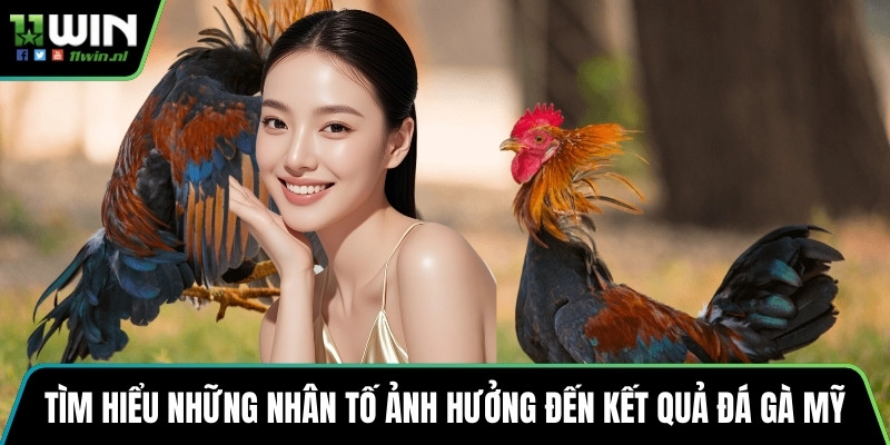 Tìm hiểu những nhân tố ảnh hưởng đến kết quả đá gà Mỹ